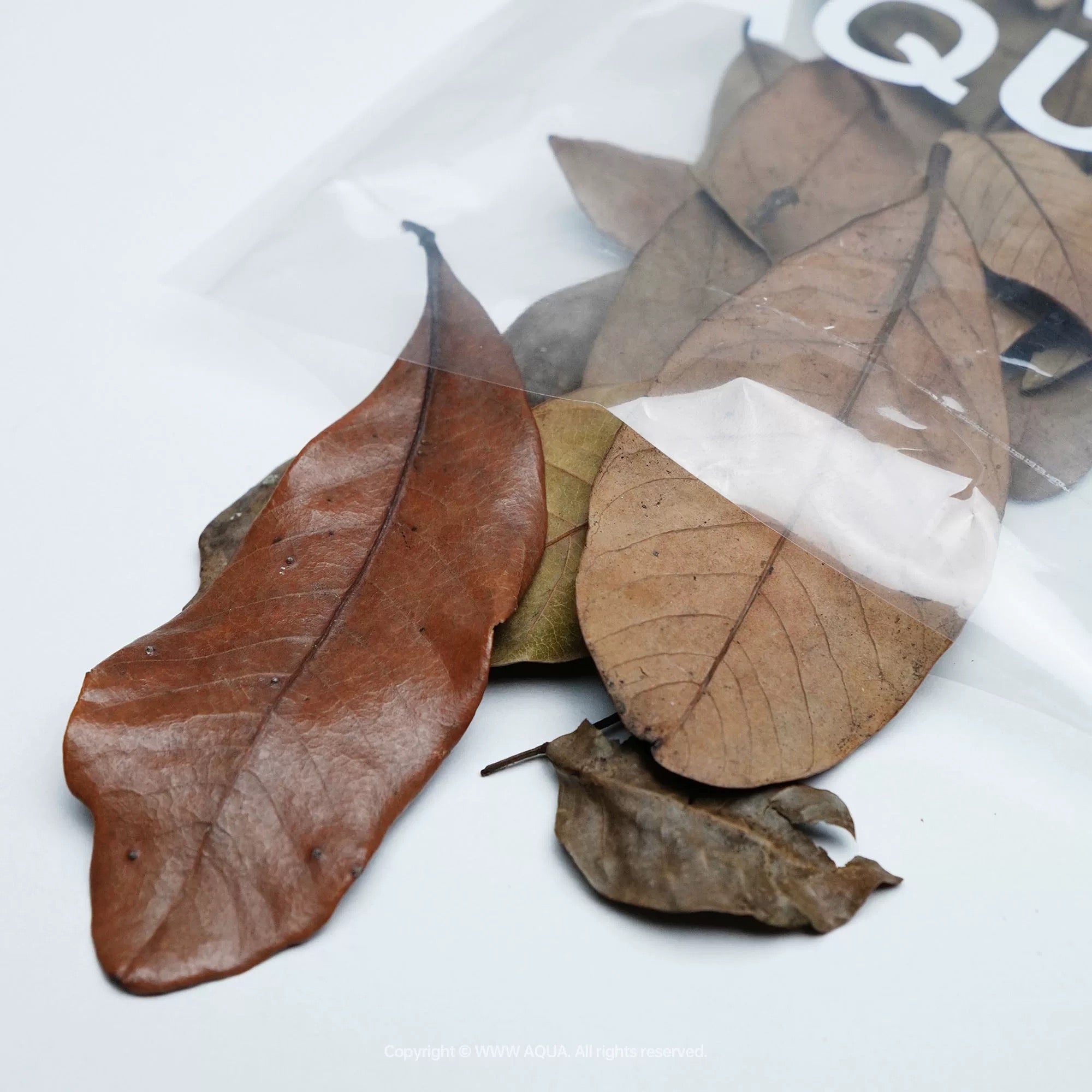 Mixed Decoration Leaves (Terminalia ) - WWWAQUA