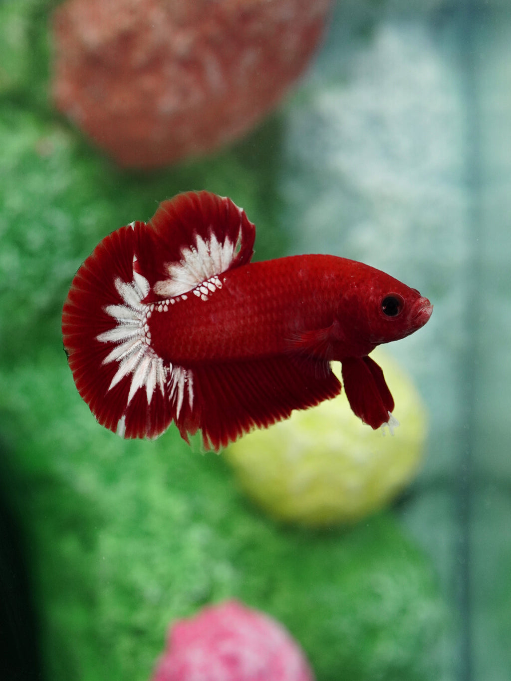 Ghostlet Christmas Grove Betta Aquarium Tank