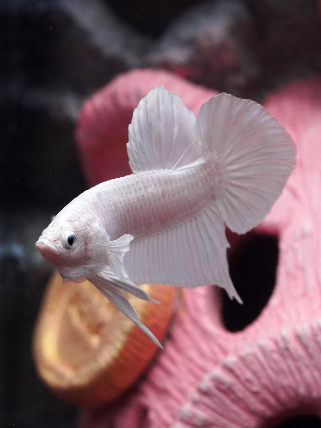 Prosperity Piglet Vault -Designer Betta Aquarium